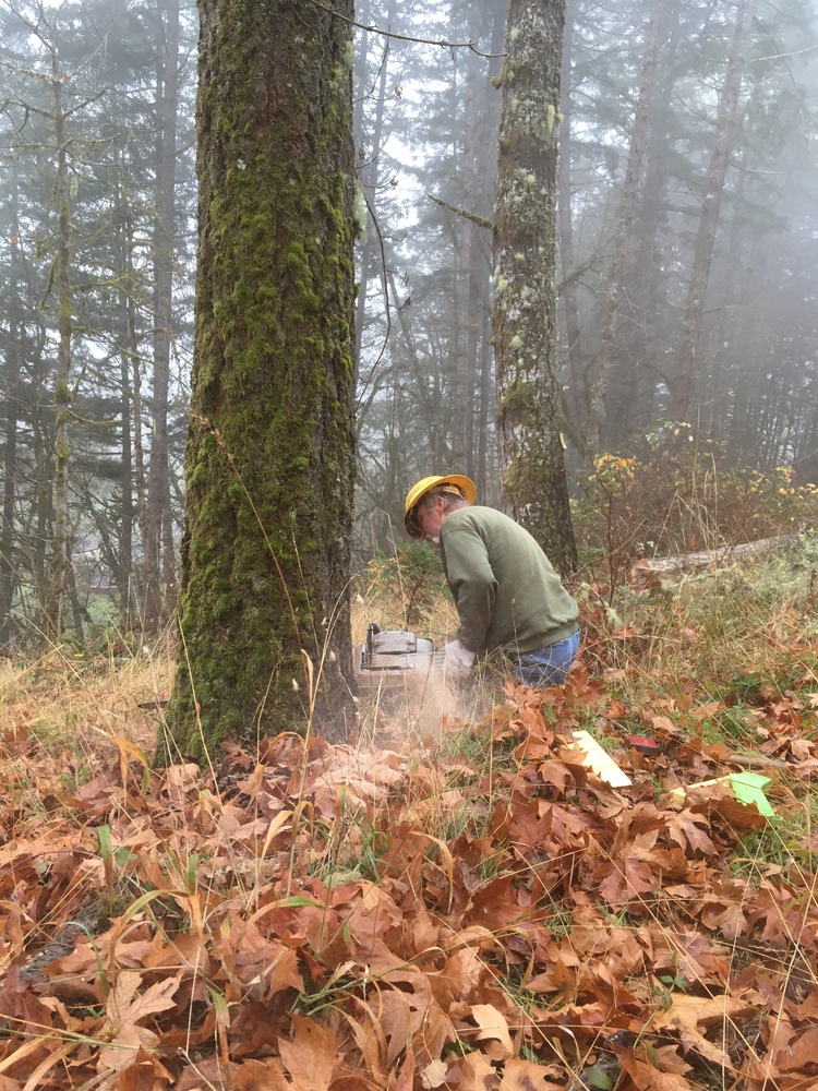 Tree Falling, Logging and Hauling image