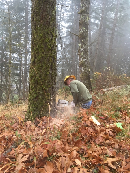 Image Tree Falling, Logging and Hauling